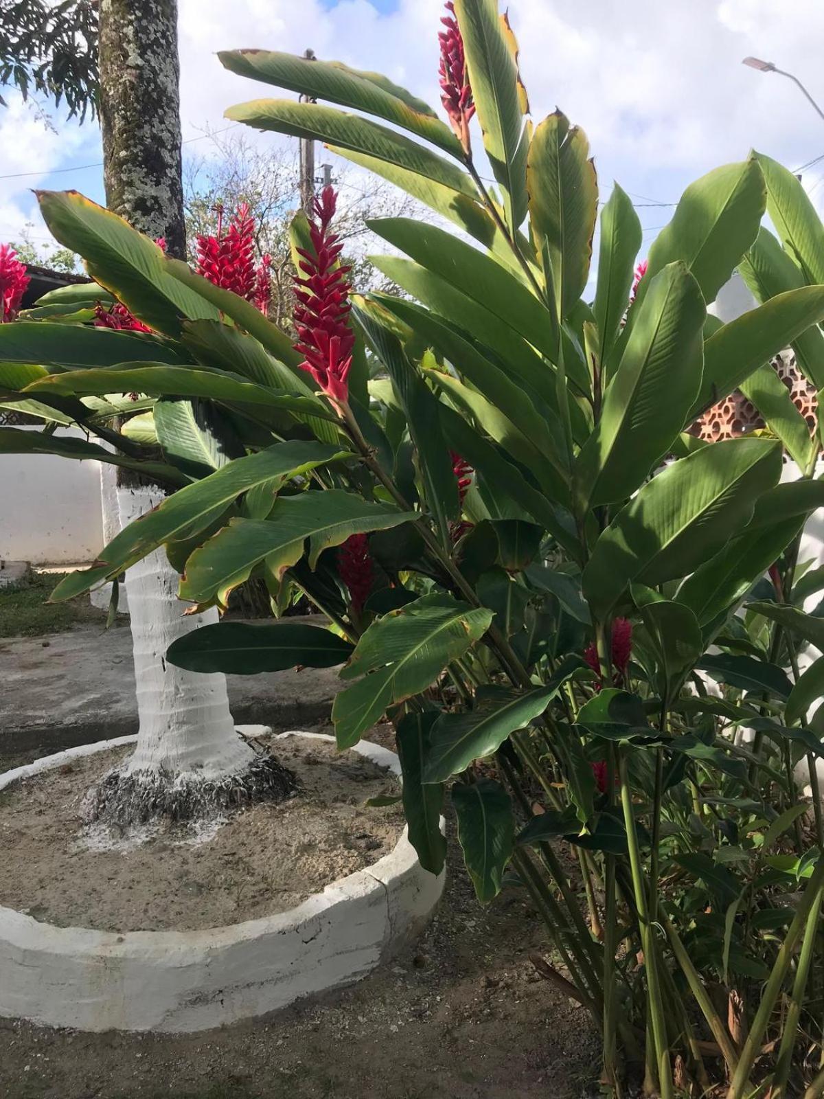 קאבו דה סנטו אגוסטינו Flor De Aruanda Hostel מראה חיצוני תמונה