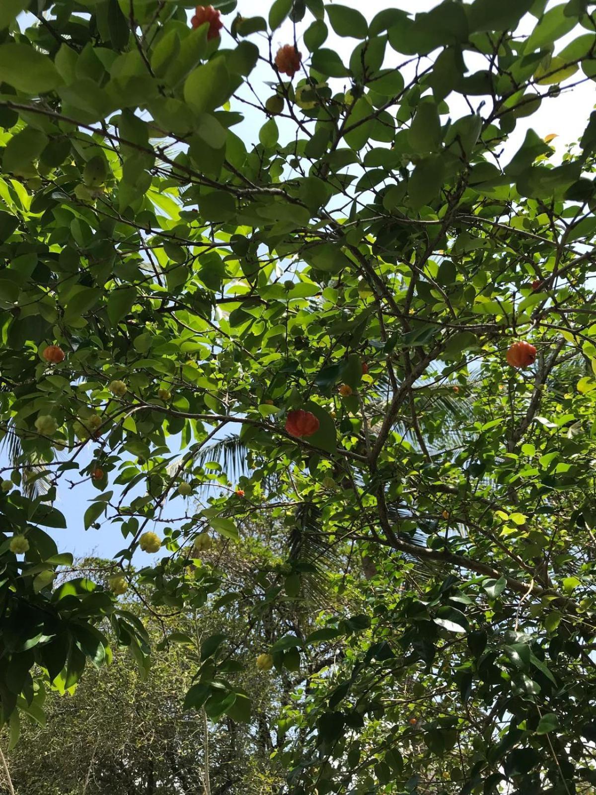 קאבו דה סנטו אגוסטינו Flor De Aruanda Hostel מראה חיצוני תמונה